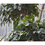 Carica immagine nella visualizzazione Galleria, Ficus Exotica Layer 300 cm