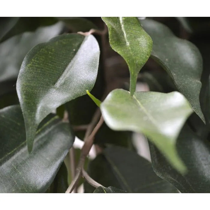 Ficus Exotica Layer 300 cm