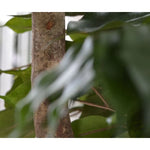 Carica immagine nella visualizzazione Galleria, Ficus Exotica Layer 300 cm