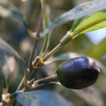 Carica immagine nella visualizzazione Galleria, Ulivo Promo 180 cm