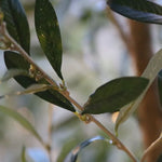 Carica immagine nella visualizzazione Galleria, Ulivo Promo 180 cm