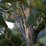 Carica immagine nella visualizzazione Galleria, Ulivo Promo 180 cm