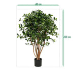 Carica immagine nella visualizzazione Galleria, Ulivo Orientale Deluxe 120 cm