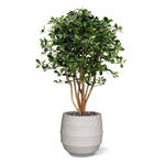 Carica immagine nella visualizzazione Galleria, Ulivo Orientale Deluxe 120 cm