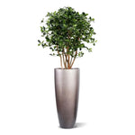 Carica immagine nella visualizzazione Galleria, Ulivo Orientale Deluxe 120 cm