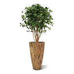 Carica immagine nella visualizzazione Galleria, Ulivo Orientale Deluxe 120 cm