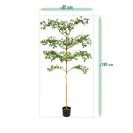 Carica immagine nella visualizzazione Galleria, bucida Buceras 180 cm