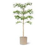 Carica immagine nella visualizzazione Galleria, bucida Buceras 180 cm