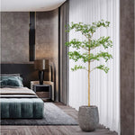 Carica immagine nella visualizzazione Galleria, bucida Buceras 180 cm