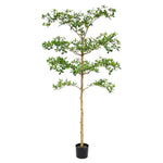 Carica immagine nella visualizzazione Galleria, bucida Buceras 180 cm