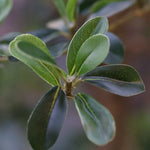 Carica immagine nella visualizzazione Galleria, bucida Buceras 180 cm