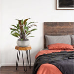 Carica immagine nella visualizzazione Galleria, Calathea Rossa in vaso 60 cm