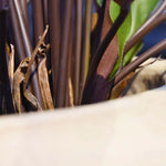 Carica immagine nella visualizzazione Galleria, Calathea Rossa in vaso 60 cm