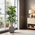 Carica immagine nella visualizzazione Galleria, Albero Del Drago Dracaena Fragrans 170 cm