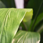 Carica immagine nella visualizzazione Galleria, Albero Del Drago Dracaena Fragrans 170 cm