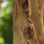 Carica immagine nella visualizzazione Galleria, Albero Acero Deluxe 240 cm