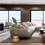 Carica immagine nella visualizzazione Galleria, Strelitzia Nicolai 120 cm