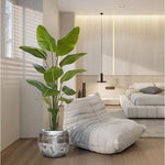 Carica immagine nella visualizzazione Galleria, Strelitzia Nicolai 175 cm