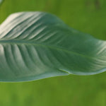 Carica immagine nella visualizzazione Galleria, Strelitzia Nicolai 175 cm