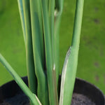 Carica immagine nella visualizzazione Galleria, Strelitzia Nicolai 175 cm