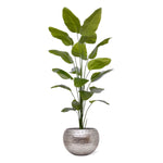 Carica immagine nella visualizzazione Galleria, Strelitzia Nicolai 225 cm