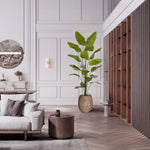 Carica immagine nella visualizzazione Galleria, Strelitzia Nicolai 225 cm