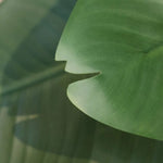 Carica immagine nella visualizzazione Galleria, Strelitzia Nicolai 225 cm