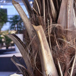 Carica immagine nella visualizzazione Galleria, Palma Phoenyx Canary xxl 300 cm