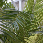 Carica immagine nella visualizzazione Galleria, Palma Phoenyx Canary xxl 300 cm