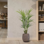 Carica immagine nella visualizzazione Galleria, Palma Kentia Deluxe 165 cm