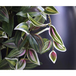 Carica immagine nella visualizzazione Galleria, Tradescantia 100 cm