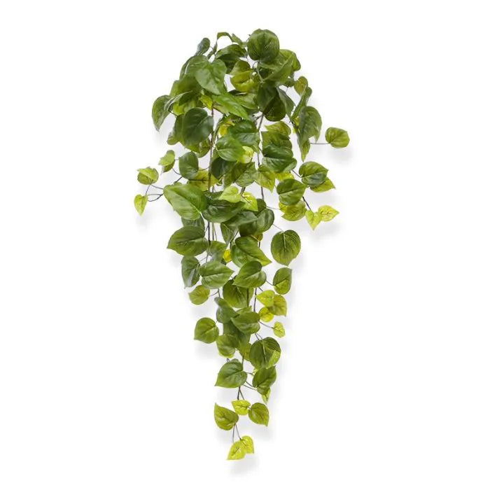 Filodendro 65 cm