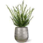 Carica immagine nella visualizzazione Galleria, Erica Heat 30 cm