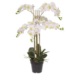 Carica immagine nella visualizzazione Galleria, Orchidea Phalaenopsis bianca 95 cm