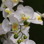 Carica immagine nella visualizzazione Galleria, Orchidea Phalaenopsis bianca 95 cm