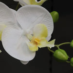 Carica immagine nella visualizzazione Galleria, Orchidea Phalaenopsis bianca 95 cm