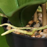 Carica immagine nella visualizzazione Galleria, Orchidea Phalaenopsis bianca 95 cm