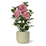 Carica immagine nella visualizzazione Galleria, Ortensia Rosa in vaso 65 cm