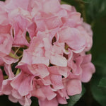 Carica immagine nella visualizzazione Galleria, Ortensia Rosa in vaso 65 cm