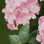 Carica immagine nella visualizzazione Galleria, Ortensia Rosa in vaso 65 cm