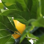 Carica immagine nella visualizzazione Galleria, Albero Di Limone 250 cm