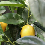 Carica immagine nella visualizzazione Galleria, Albero Di Limone 250 cm