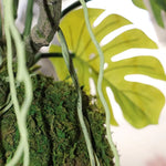 Carica immagine nella visualizzazione Galleria, Monstera M su palla di muschio