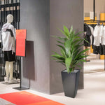 Carica immagine nella visualizzazione Galleria, Dracaena Verde 80 cm