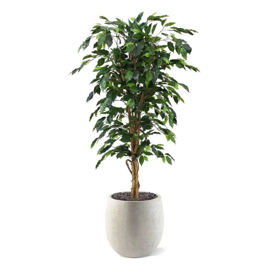 Ficus Benjamini 150 cm