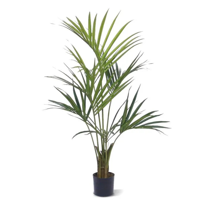 Kentia Deluxe 135 cm