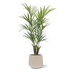 Carica immagine nella visualizzazione Galleria, Palma Kentia Deluxe 165 cm