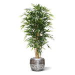 Carica immagine nella visualizzazione Galleria, Bambu Deluxe 180 cm