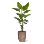 Carica immagine nella visualizzazione Galleria, Strelitzia Nicolai 175 cm