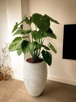 Carica immagine nella visualizzazione Galleria, ALOCASIA CALIDORA DELUXE 115 CM